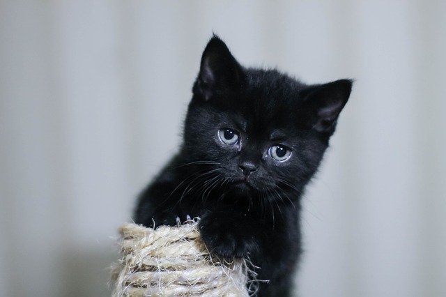 černá kočka