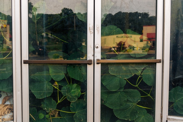 rastliny za otváracími dverami.jpg